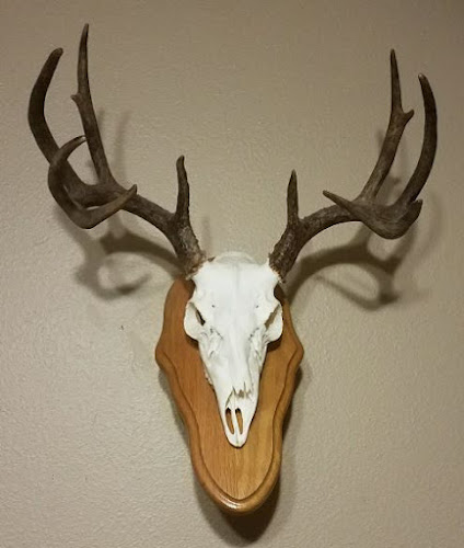 Texas Made Taxidermy — Taxidermist